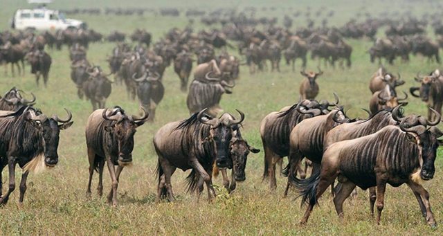 Wildebeest at Serengeti National Park
