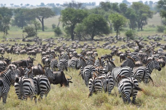 Zebra and Wildebeest at Serengeti National Park