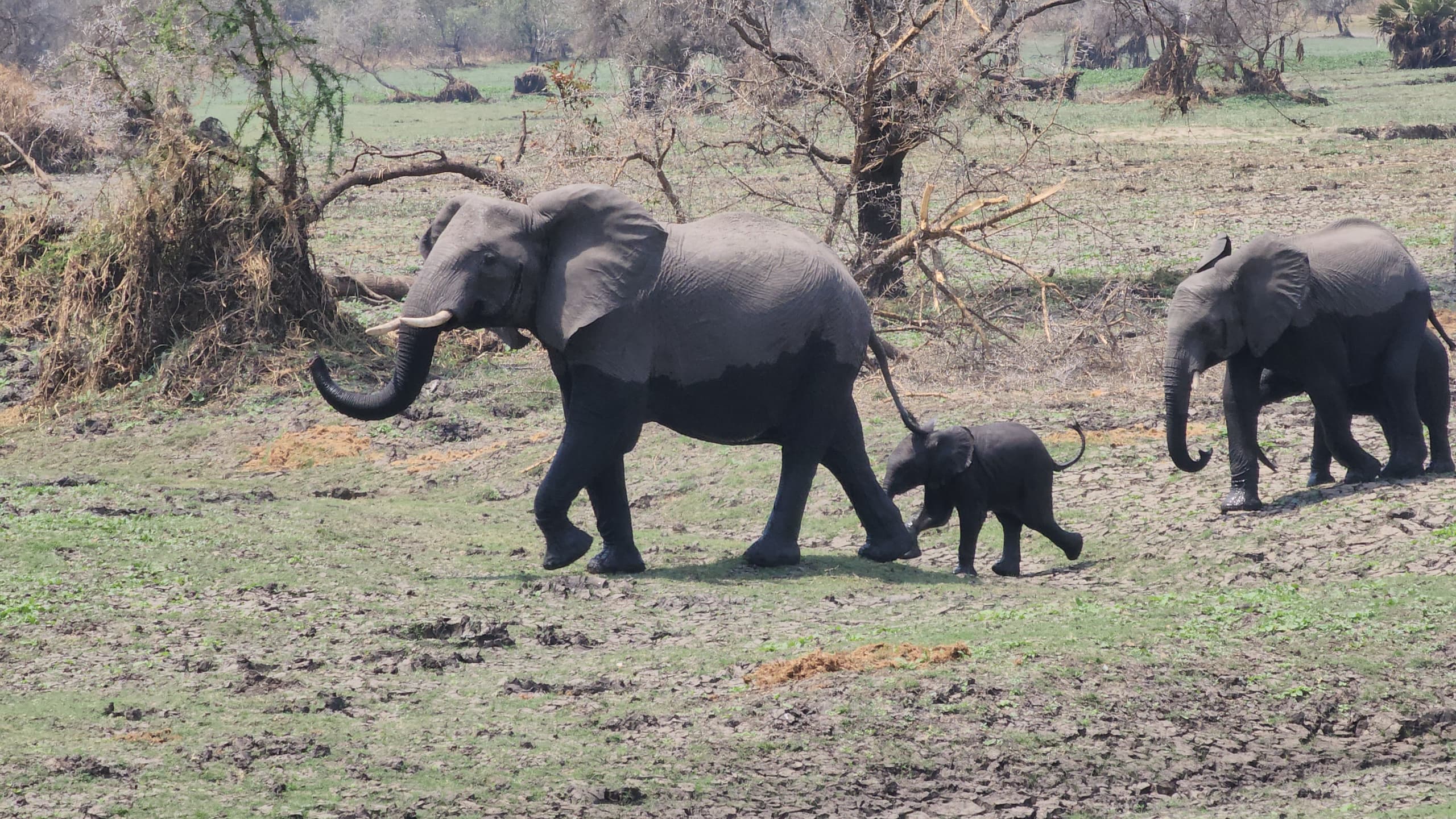 ELEPHANT AT KATAVI NATIONAL PARK