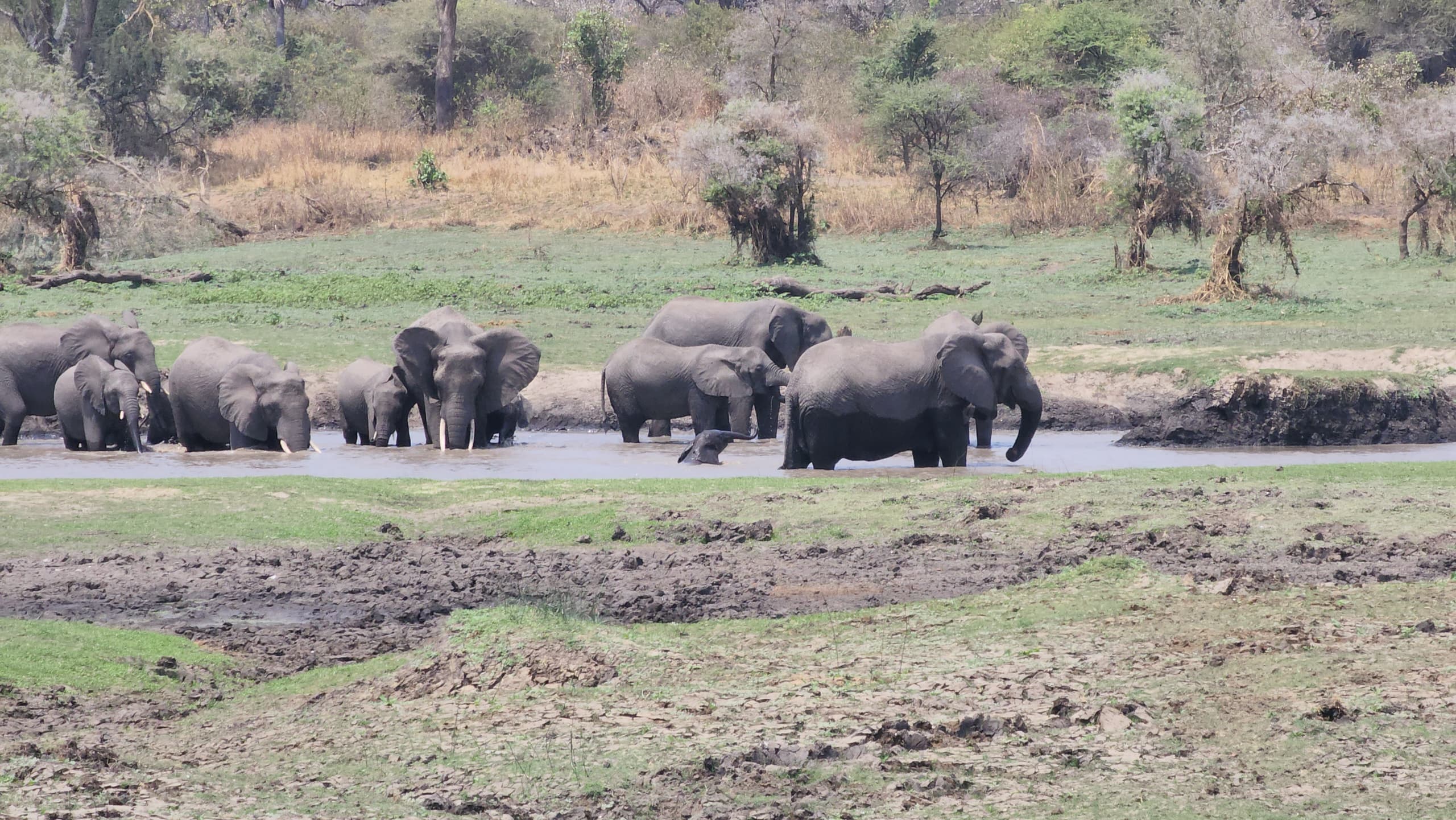 ELEPHANTS AT KATAVI NATIONAL PARK