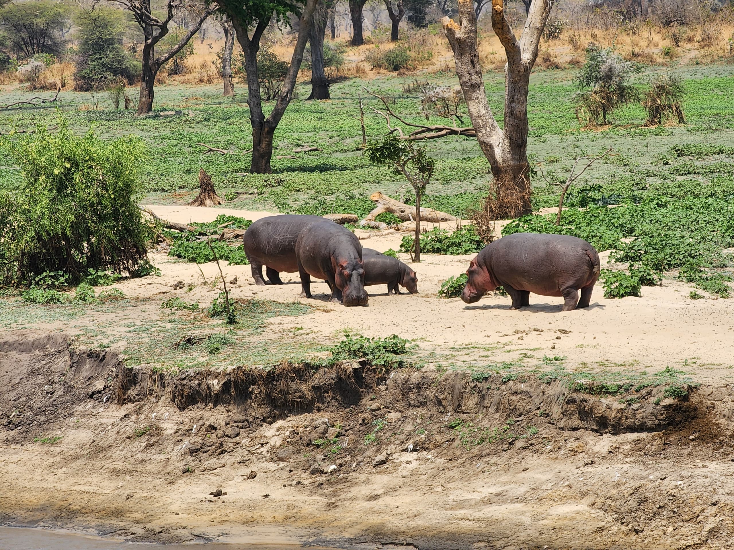 HIPPOPOTAMUS AT KATAVI NATIONAL PARK