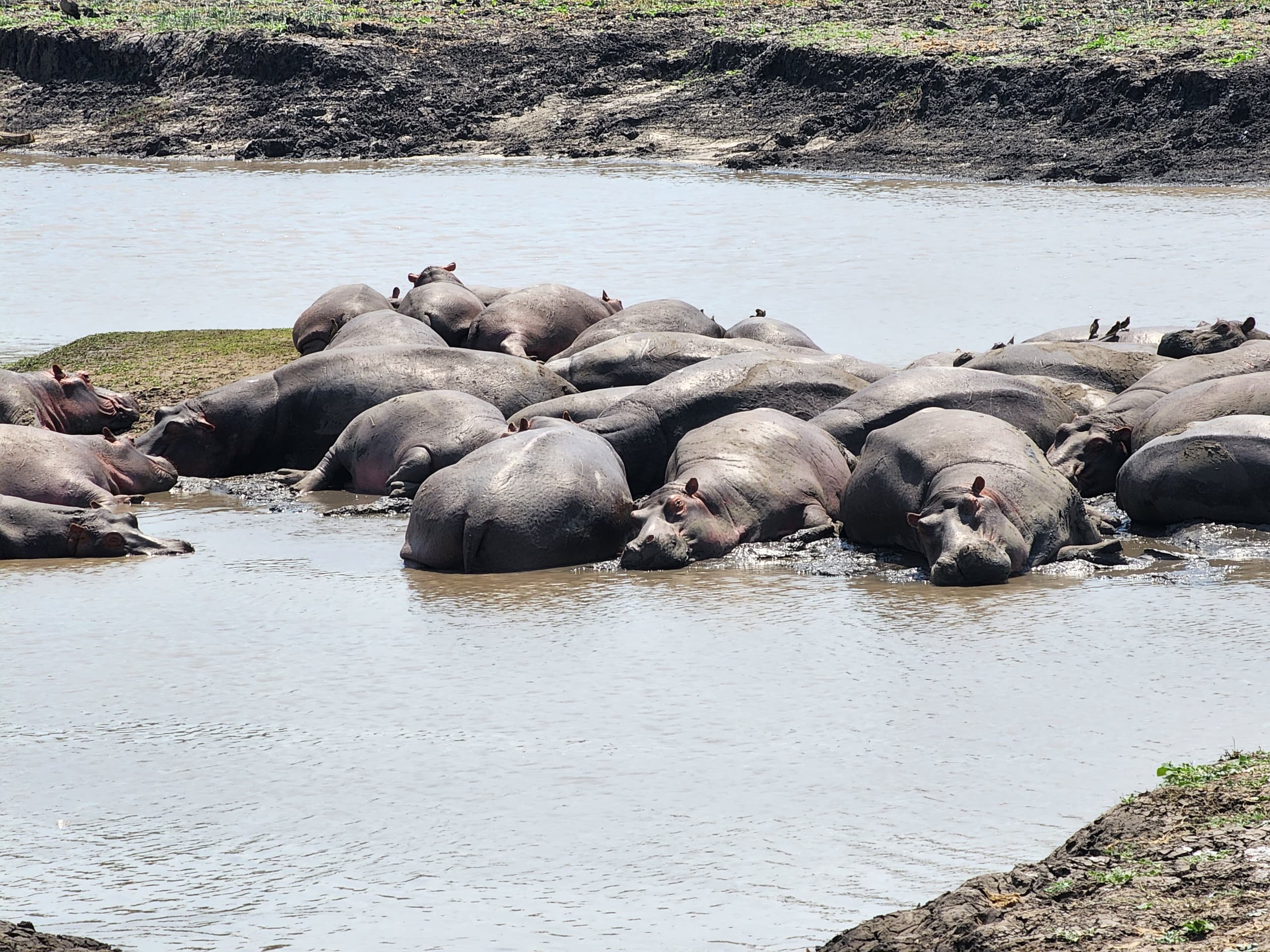 HIPPOPOTAMUS AT KATAVI NATIONAL PARK1