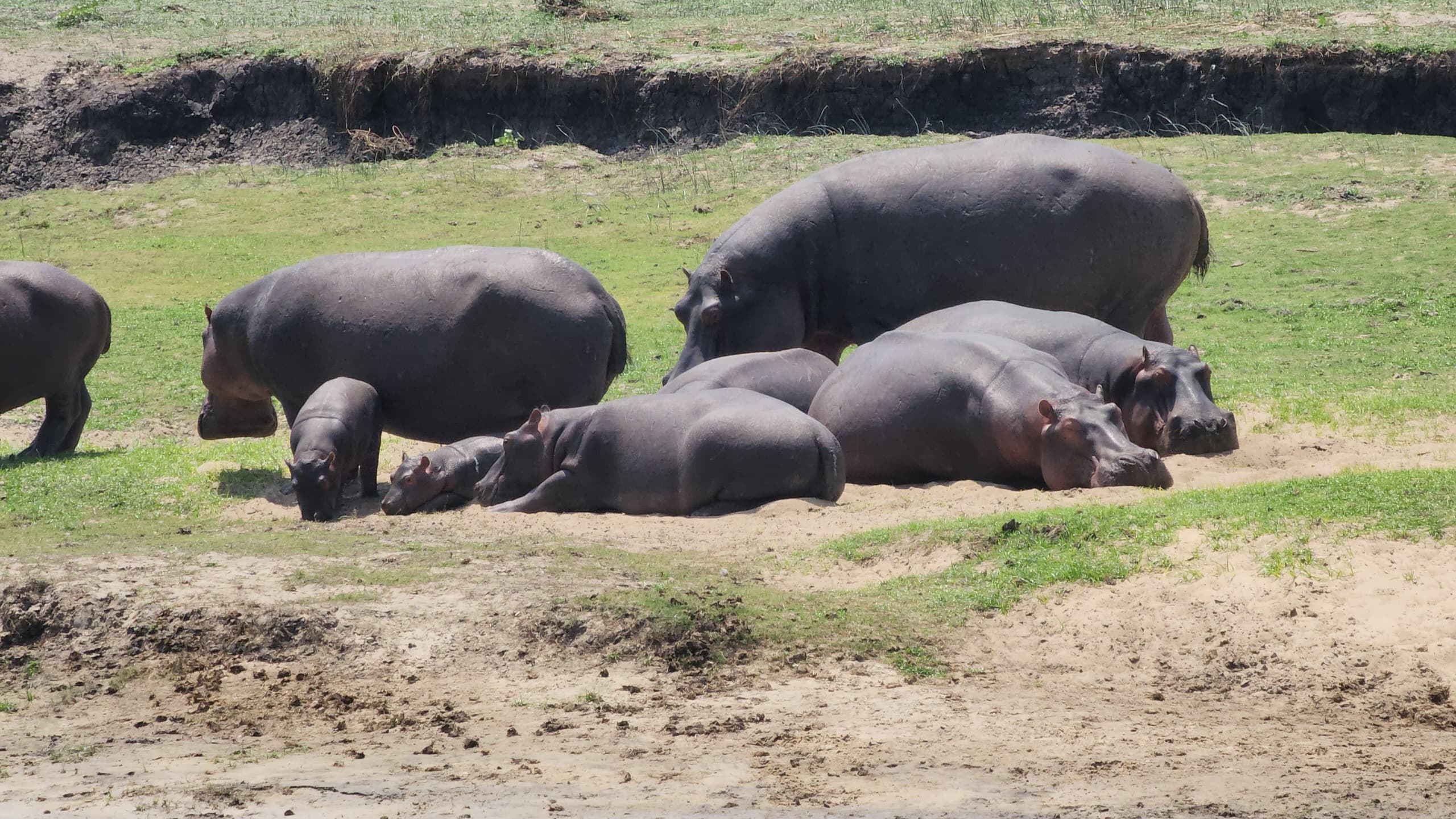 HIPPOPOTAMUS AT KATAVI NATIONAL PARK2