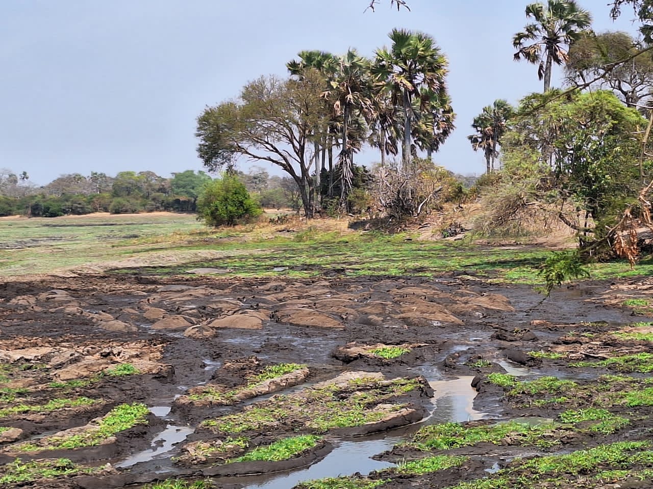 KATAVI NATIONAL PARK