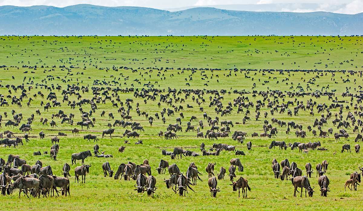 serengeti1