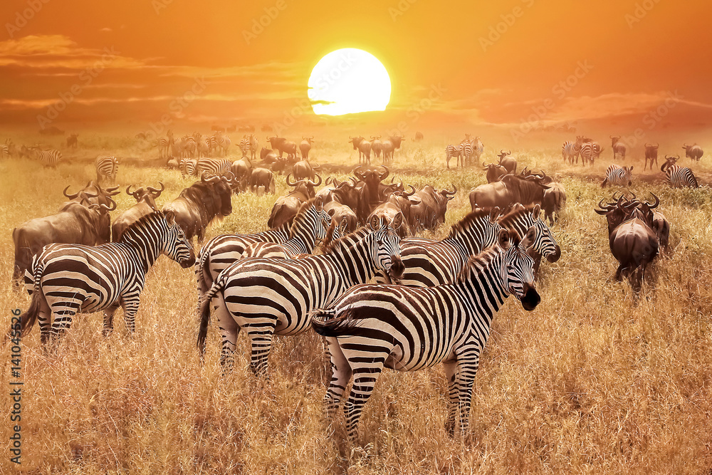serengeti2