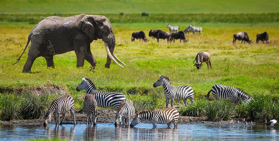 serengeti3