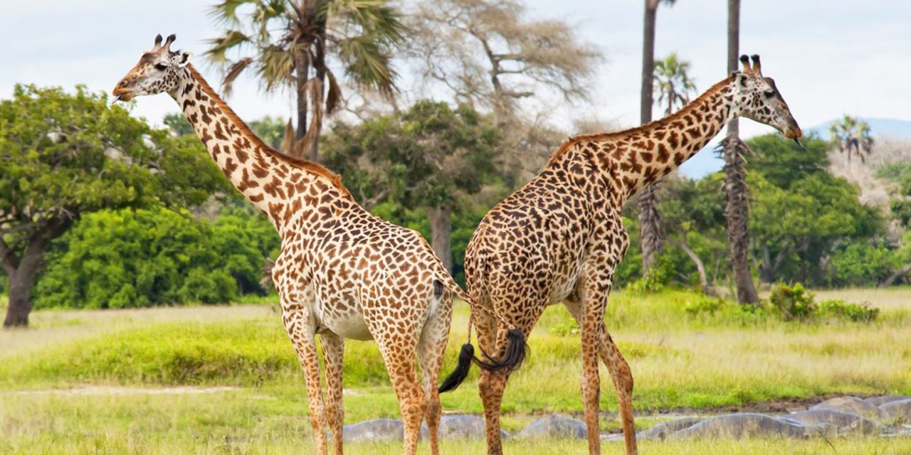 Mwanza to Katavi National Park