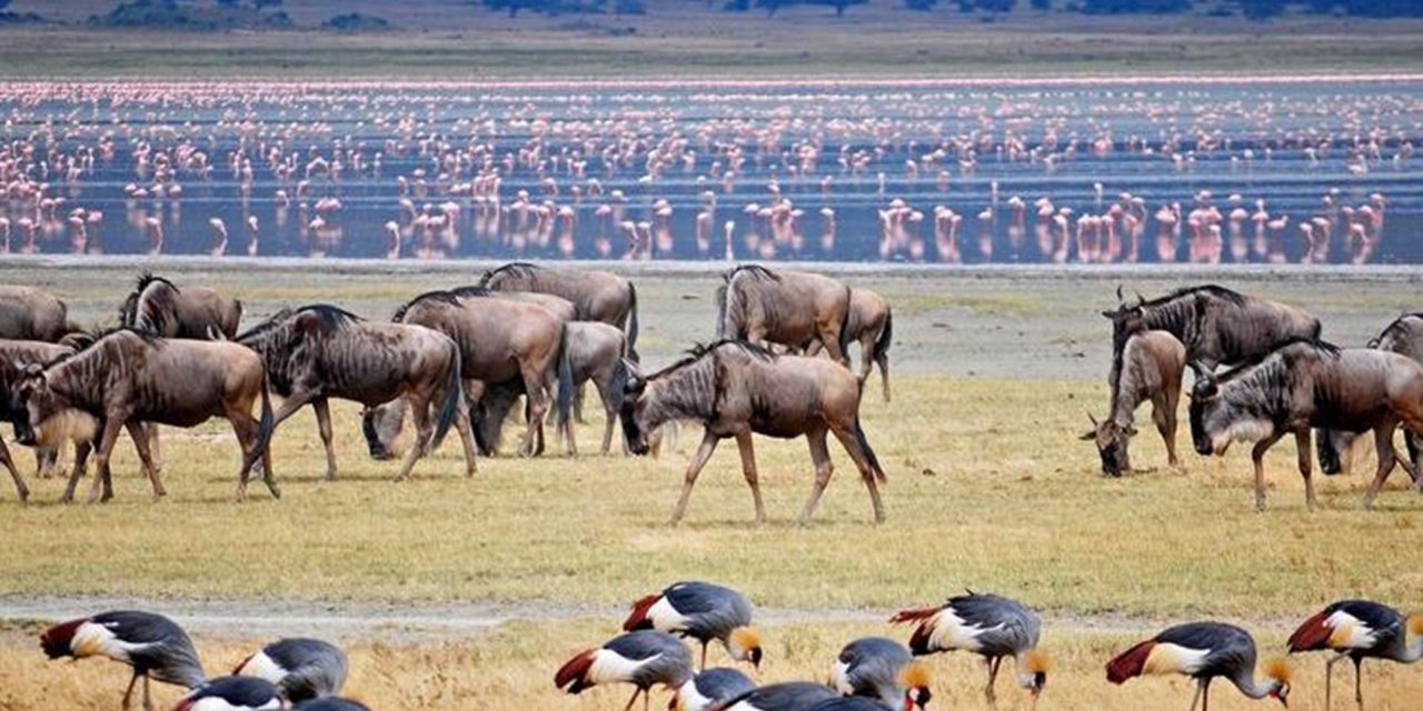 Mwanza to Lake Manyara National Park