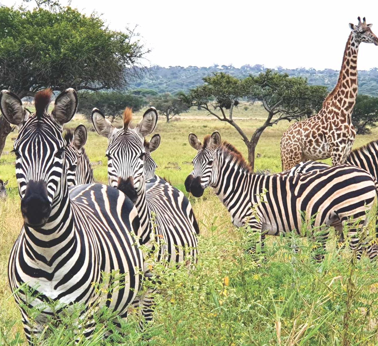 Mwanza to Tarangire National Park