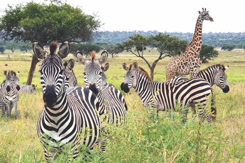 Mwanza to Tarangire National Park