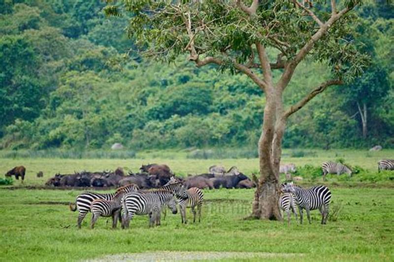 Mikumi Safari Getaway – From Dar es Salaam