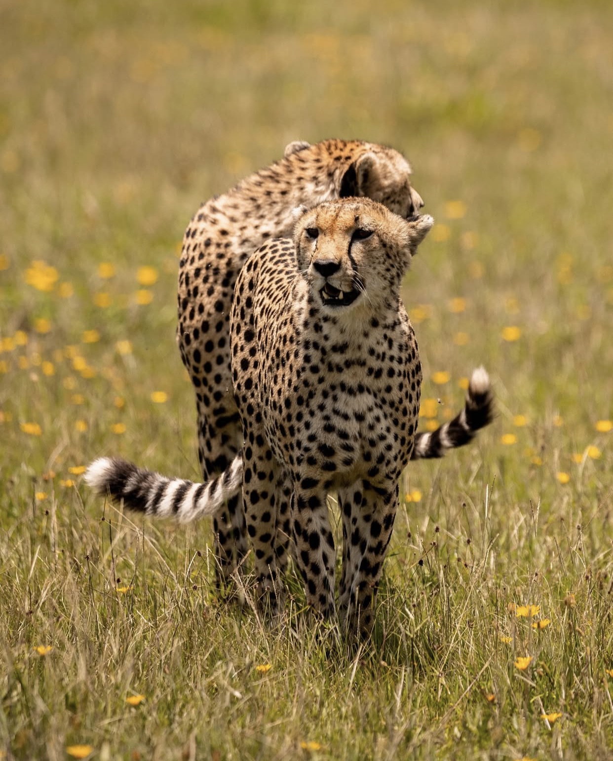 WILD CAT, CHEETAH AT SERENGETI NATIONAL PARK