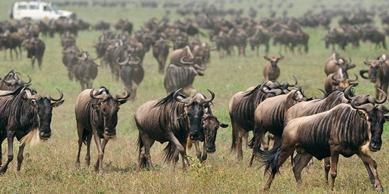 Serengeti Animals Migration