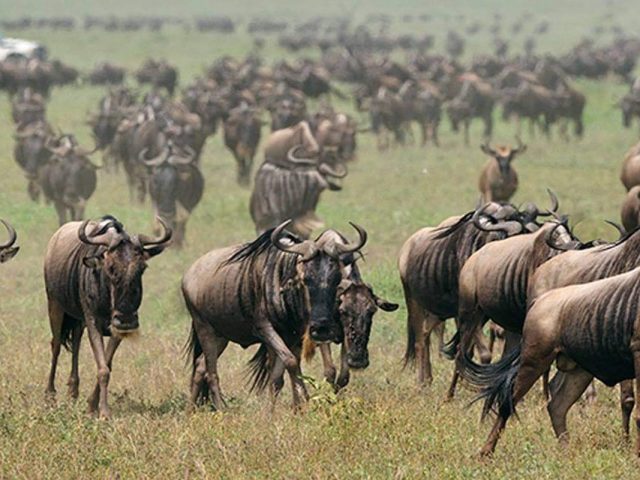 Serengeti Animals Migration