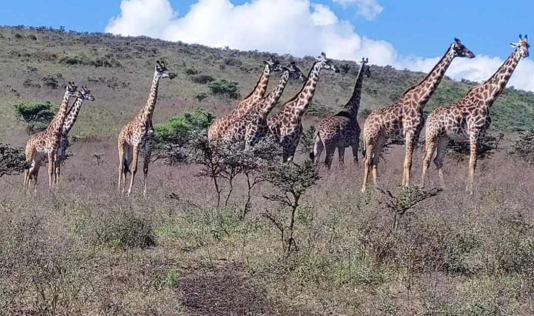 GIRAFFES AT SERENGETI NATIONAL PARK