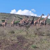We spotted Giraffe during our Safari at Serengeti National Park
