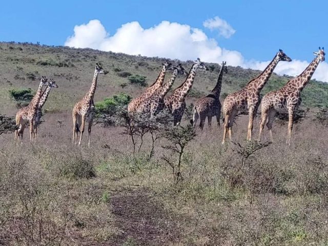 GIRAFFES AT SERENGETI NATIONAL PARK
