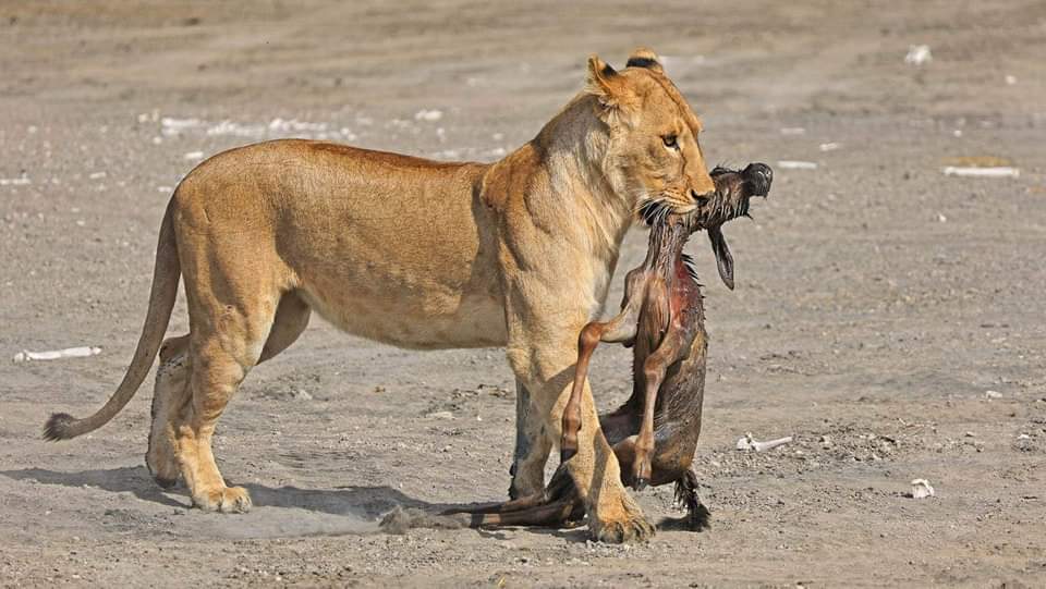 WILDEBEEST AT SERENGETI NATIONAL PARK