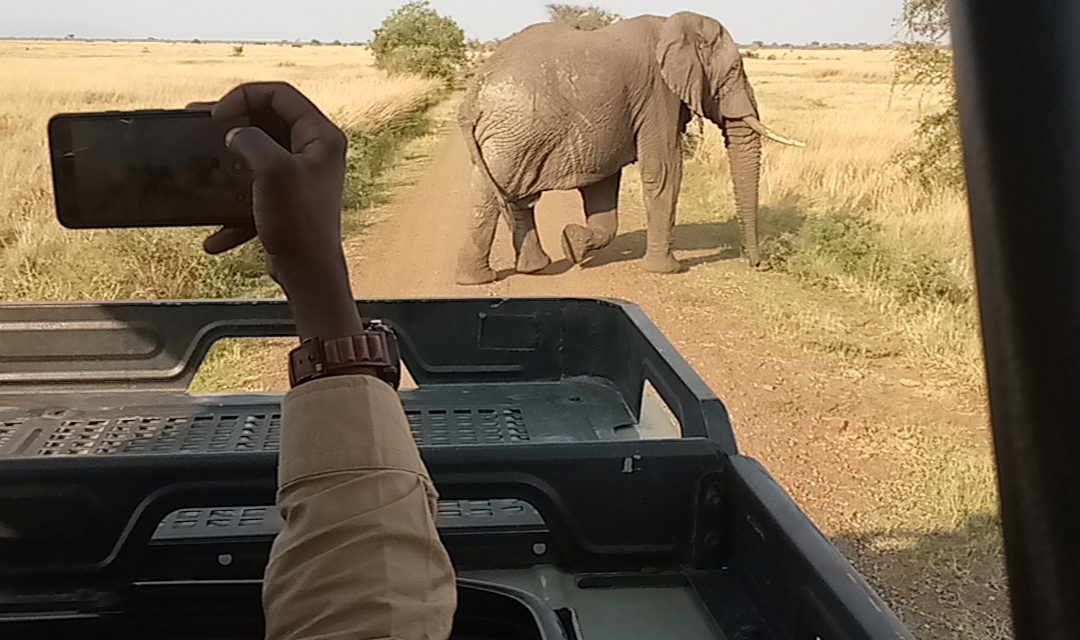 TOUR SAFARIS AT TANZANIA NATIONAL PARKS