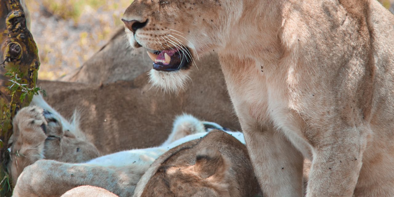 LIONS AT SERENGETI NATIONAL PARK