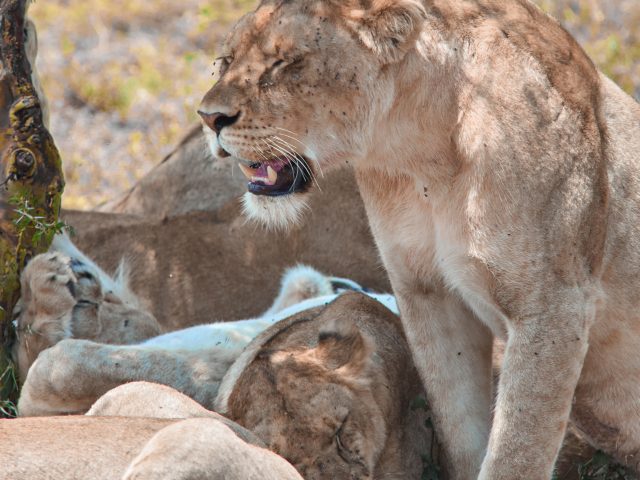 LIONS AT SERENGETI NATIONAL PARK